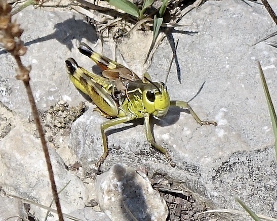 grasshopper